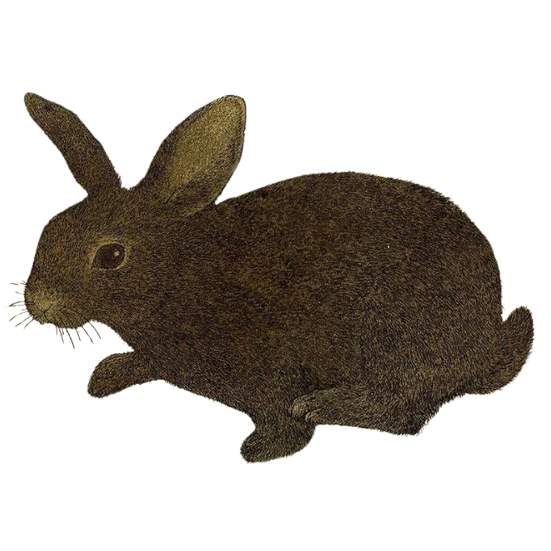 rabbit