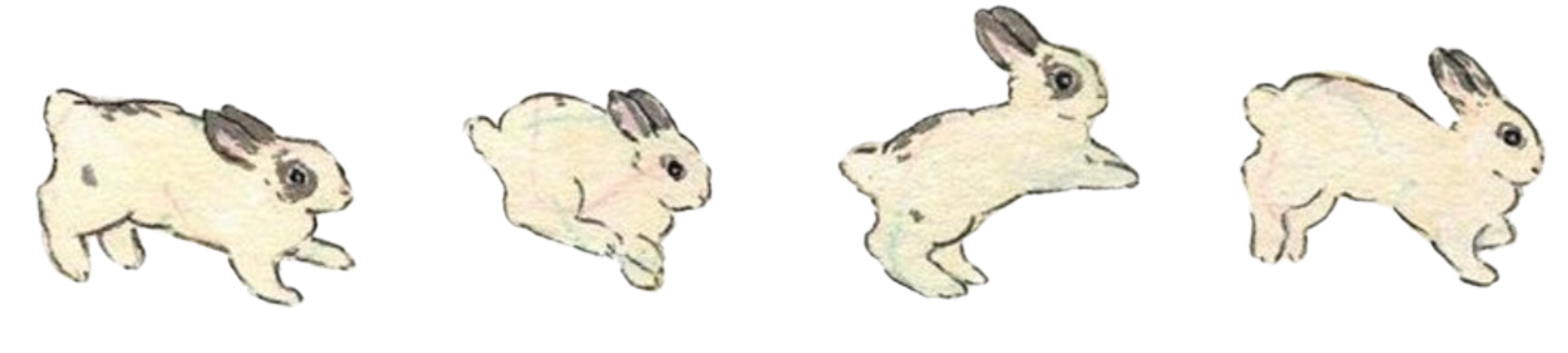 rabbitdiv