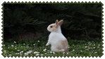 rabbitstamp1