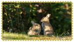 rabbitstamp1
