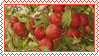 rabbitstamp1
